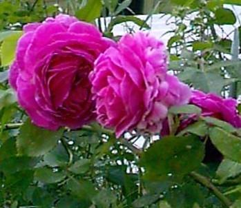 Photo of Rose (Rosa 'Madame Isaac Pereire') uploaded by HemNorth
