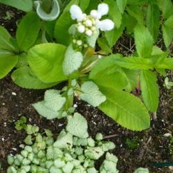 Location: Nora's Garden - Castlegar, B.C.
Date: 2019-05-30
- A great plant for the White Garden.