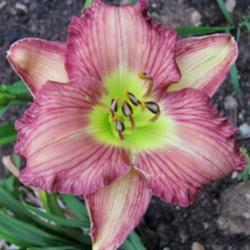 
Photo Courtesy of Lobo Rose and Daylily Gardens Used With Permiss