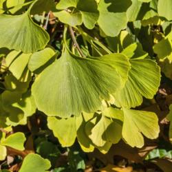 Location: Hidden Lake Gardens, Michigan
Date: 2020-10-31
The standard leaf shape for this cultivar is deeply lobed, i.e. r