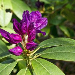 Location: Nichols Arboretum, Ann Arbor
Date: 2012-05-08
Showing both buds and the shape and color of leaves of Rhododendr