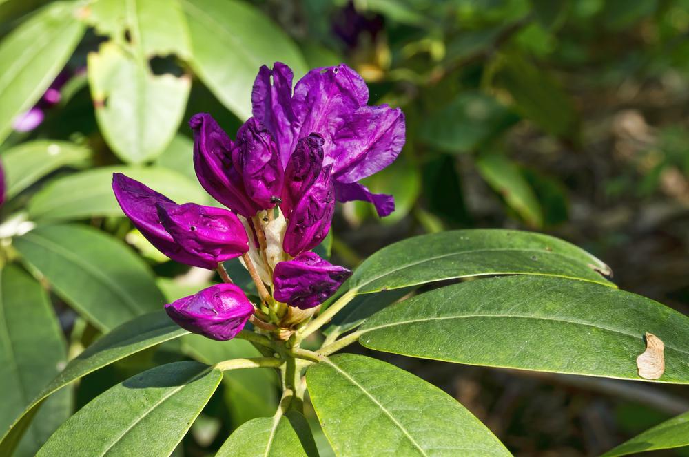 Photo of Rhododendron 'Purpureum Elegans' uploaded by arctangent