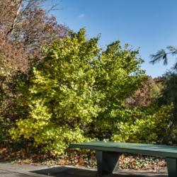 Location: Hidden Lake Gardens, Michigan
Date: 2020-10-31
Ginkgo biloba 'Jade Butterflies' - seen with a garden bench for a