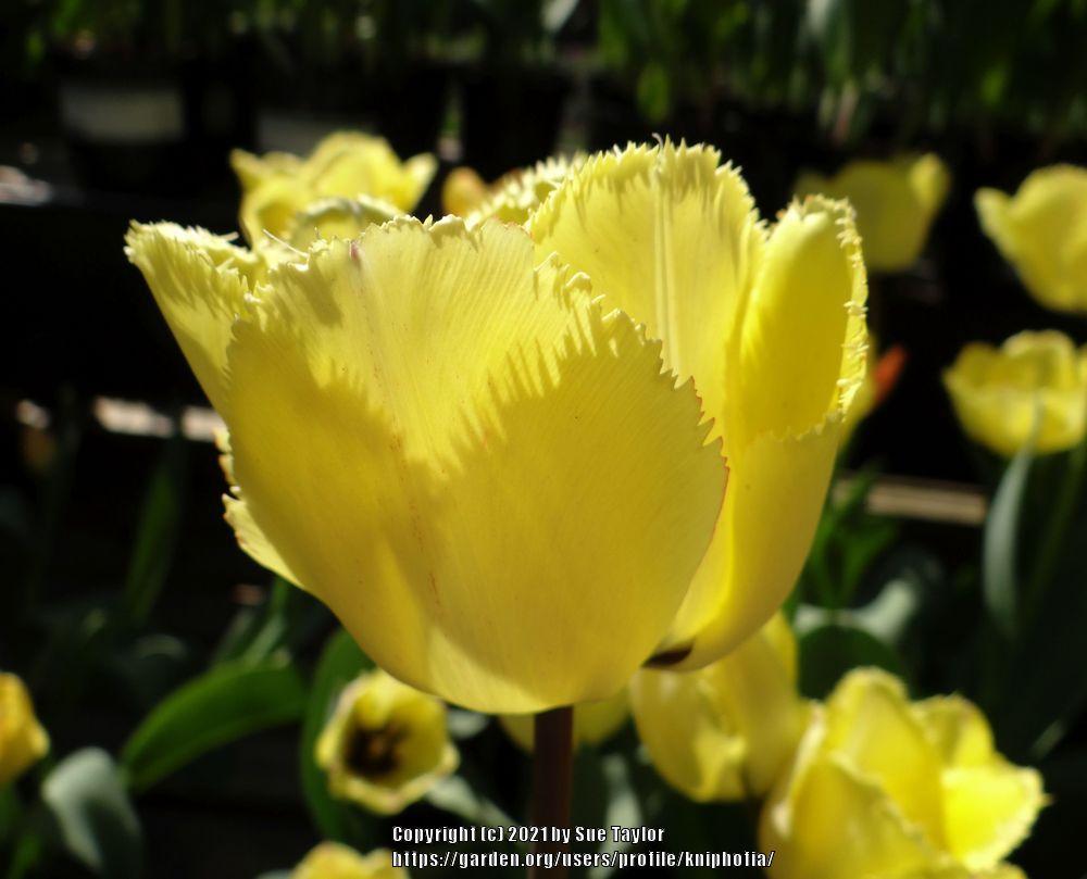Photo of Fringed Tulip (Tulipa 'Fringed Elegance') uploaded by kniphofia