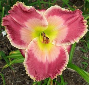 Photo of Daylily (Hemerocallis 'Picture in Picture') uploaded by Joy