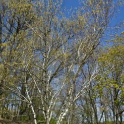 Location: Hidden Lake Gardens, Michigan
Date: 2012-04-12
A birch tree in bloom is a beautiful sight.  One of many paper bi