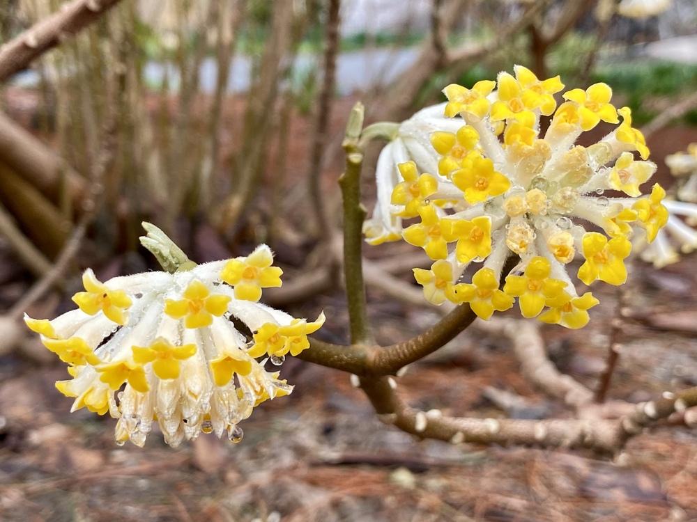 Photo of Oriental Paperbush (Edgeworthia chrysantha) uploaded by csandt