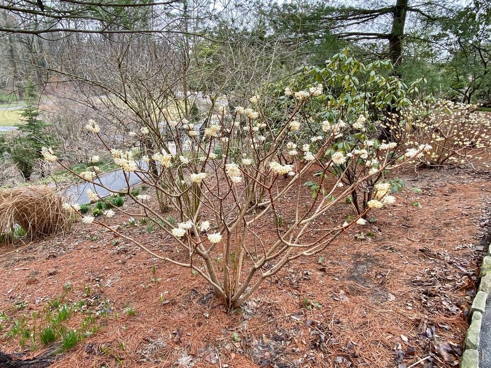 Photo of Oriental Paperbush (Edgeworthia chrysantha) uploaded by csandt