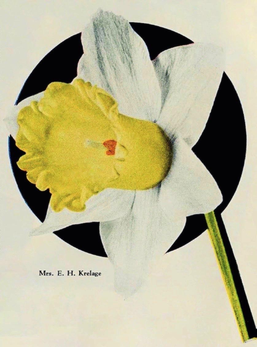 Photo of Daffodil (Narcissus 'Mrs. Ernst H. Krelage') uploaded by scvirginia
