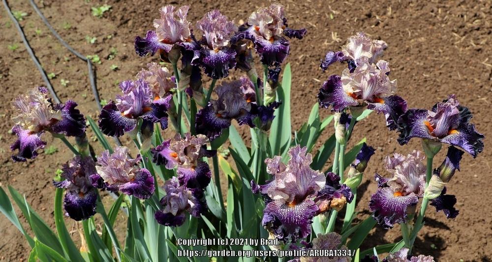 Photo of Tall Bearded Iris (Iris 'All in Vein') uploaded by ARUBA1334