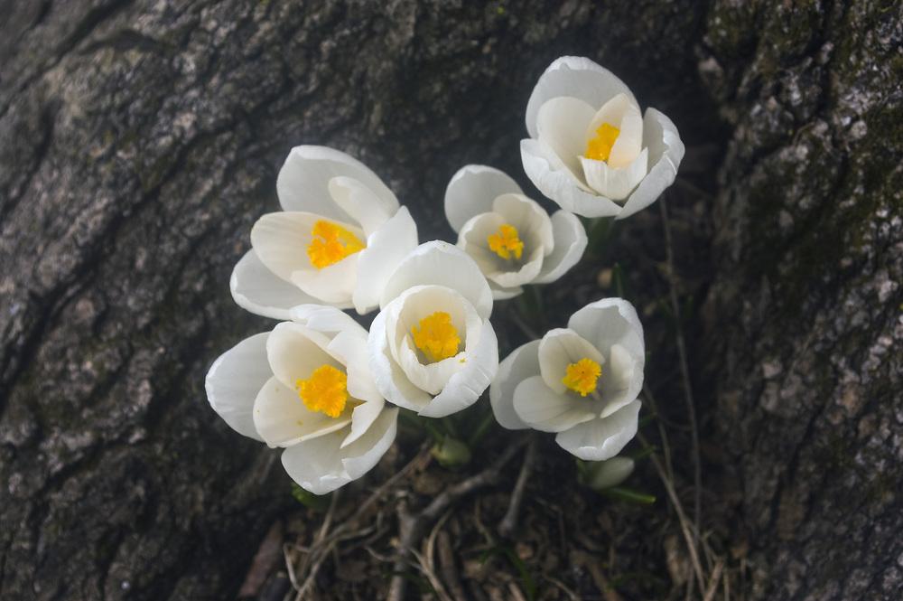 Photo of Crocus uploaded by AudreyDee