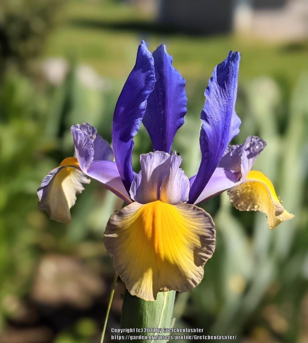 Photo of Dutch Iris (Iris 'Miss Saigon') uploaded by Gretchenlasater