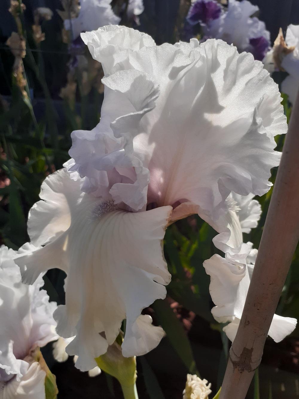 Photo of Tall Bearded Iris (Iris 'For the Soul') uploaded by PaulaHocking