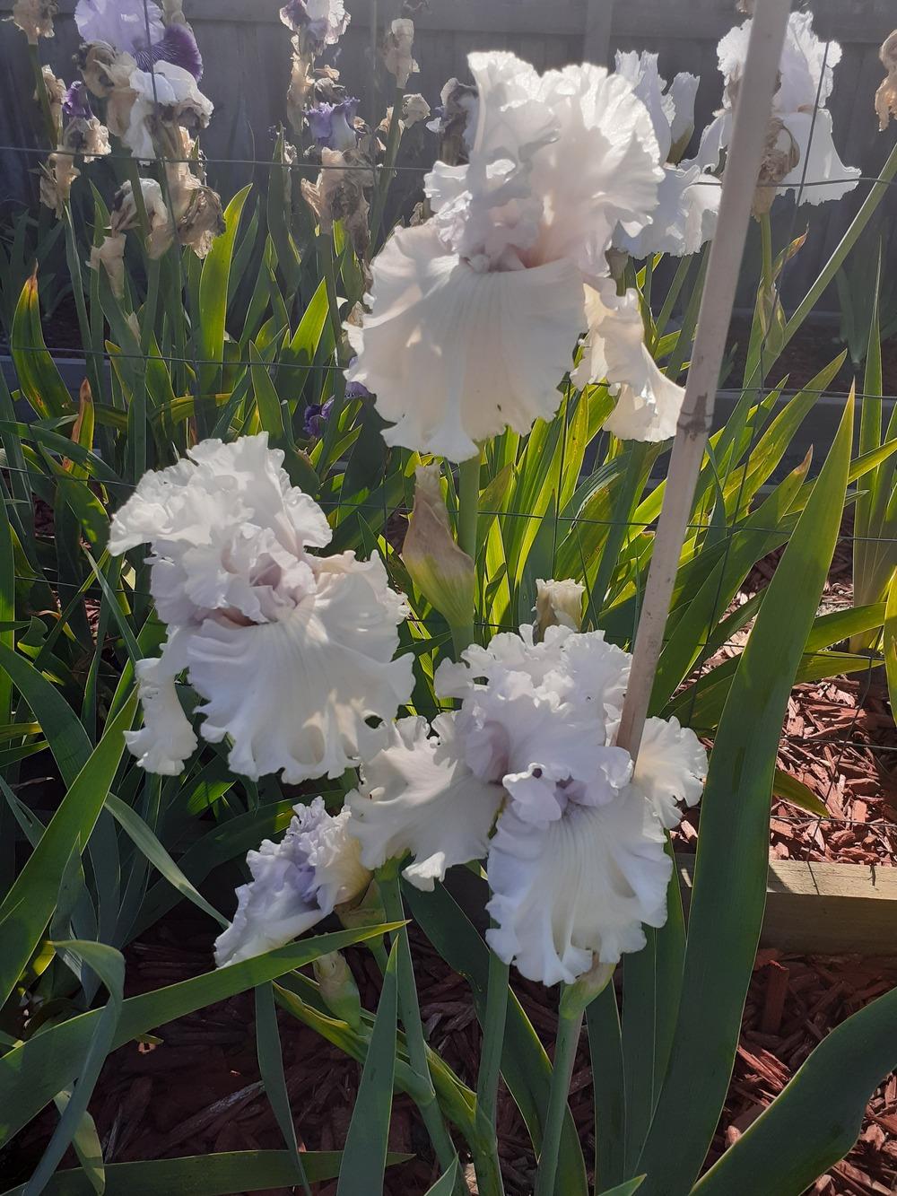 Photo of Tall Bearded Iris (Iris 'For the Soul') uploaded by PaulaHocking