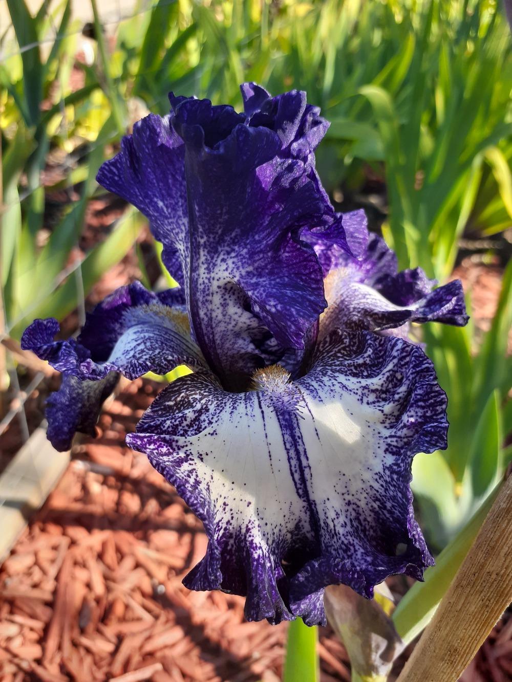 Photo of Tall Bearded Iris (Iris 'Rumor Has It') uploaded by PaulaHocking