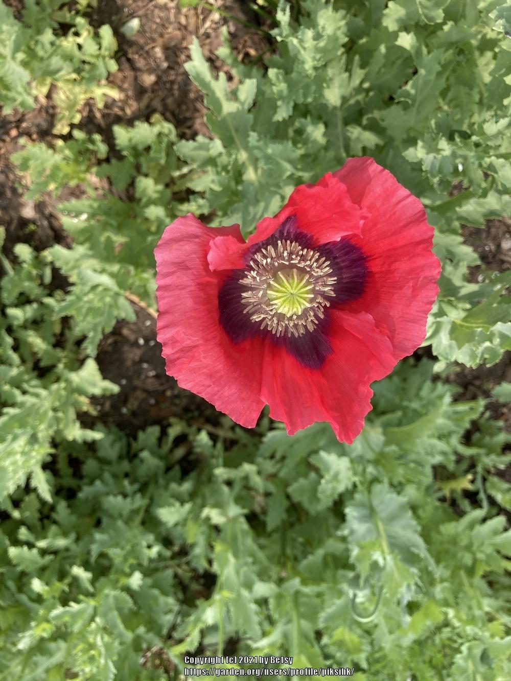 Photo of Poppies (Papaver) uploaded by piksihk