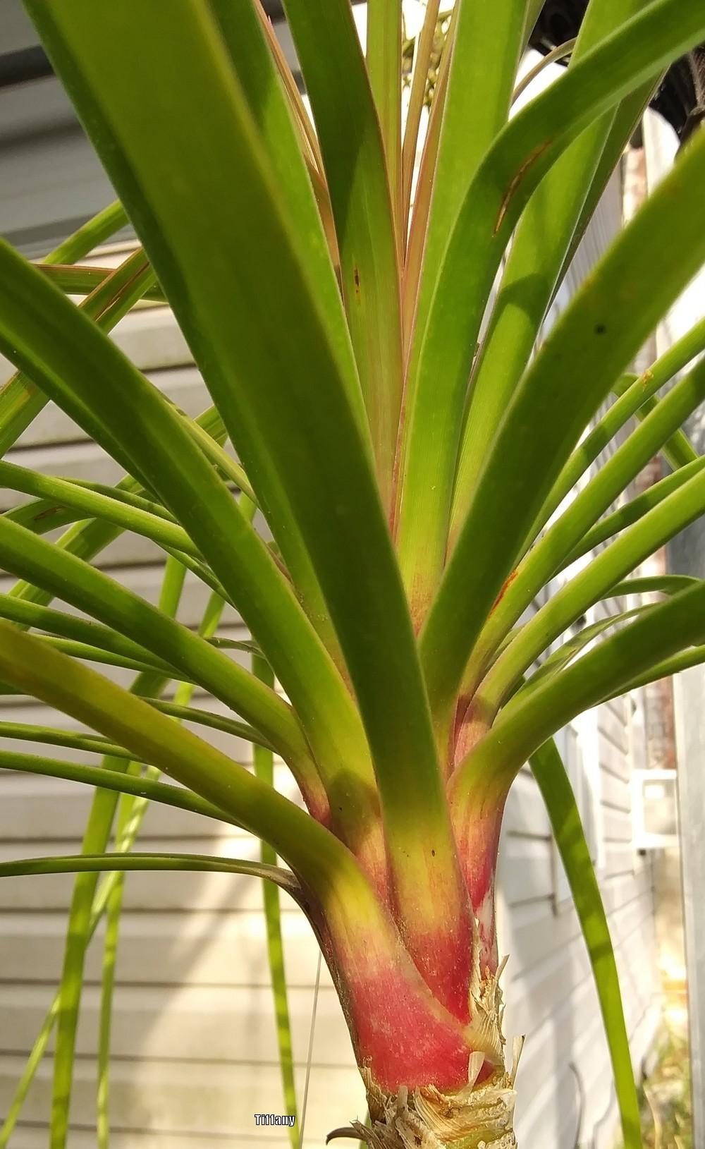 Photo of Ponytail Palm (Beaucarnea recurvata) uploaded by purpleinopp