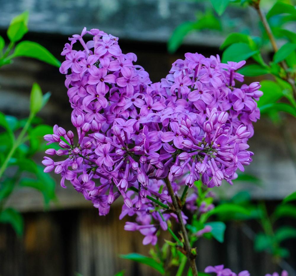 Photo of Common Lilac (Syringa vulgaris) uploaded by AnnKNCalif