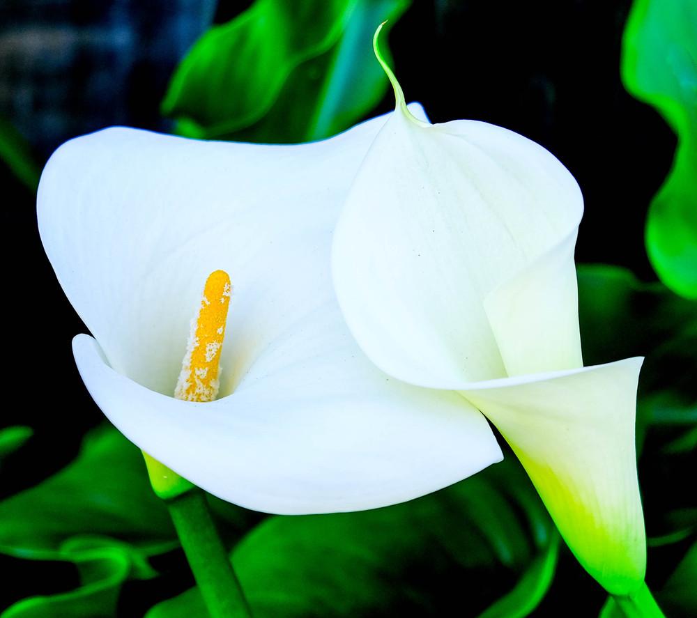 Photo of Calla Lily (Zantedeschia aethiopica) uploaded by AnnKNCalif