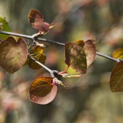 Location: Hidden Lake Gardens, Michigan
New leaves and spent blooms of a katsura tree.  The beaded margin