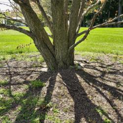 Location: Hidden Lake Gardens, Michigan
Date: 2012-04-12
Showing the coarse bark and multi-trunk habit of this katsura tre