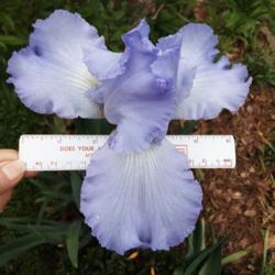 Location: My west of house flower bed in zone 9
Date: 2021-03-28
Huge 7 inch flower was bigger than my hand & on 4 ft. plant