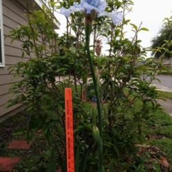 Location: My zone 9 west flower bed
Date: 2021-03-28
Exceeded record height at 4 ft. & huge 7 inch flower