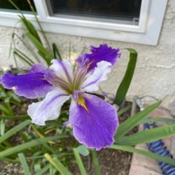 
Date: 2021-03-22
Does anyone know what type of iris this is? (It’s over 4 ft tal
