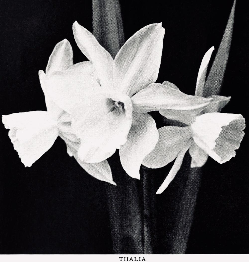 Photo of Triandrus Daffodil (Narcissus 'Thalia') uploaded by scvirginia