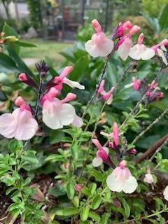 Photo of Autumn Sage (Salvia greggii 'Stormy Pink') uploaded by IslandGarden
