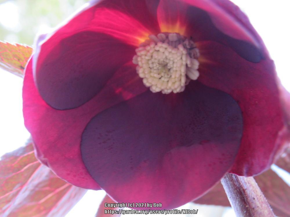 Photo of Hellebore (Helleborus Honeymoon™ Rome in Red) uploaded by NJBob
