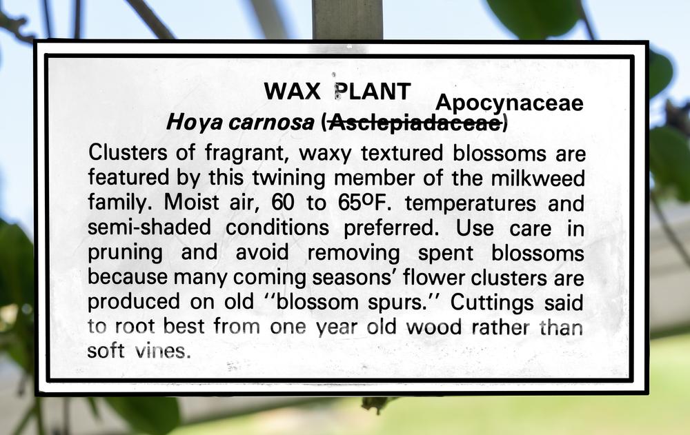 Photo of Wax Plant (Hoya carnosa) uploaded by arctangent