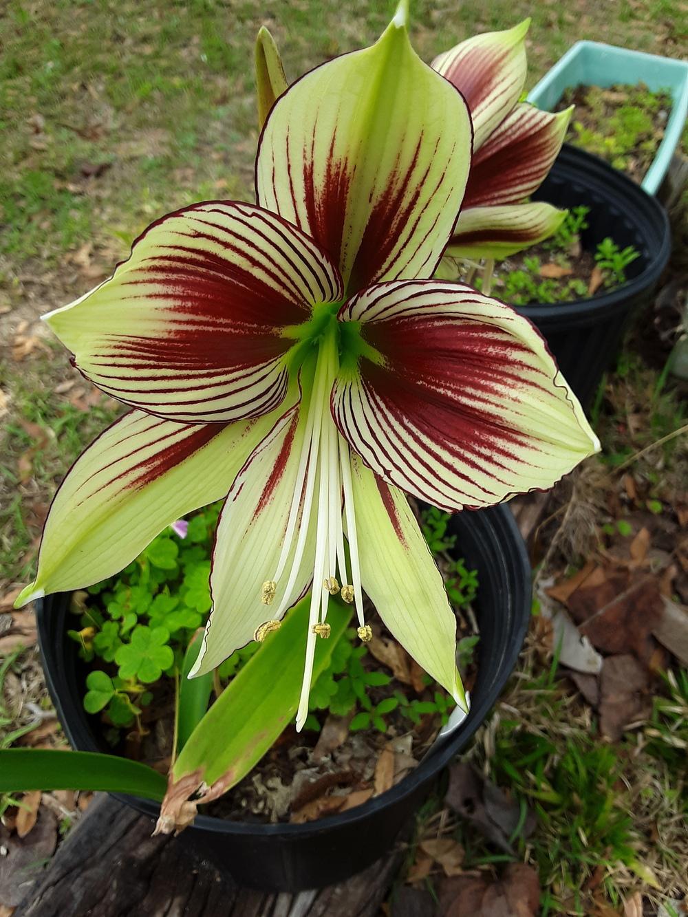 Photo of Butterfly Amaryllis (Hippeastrum papilio) uploaded by gingin