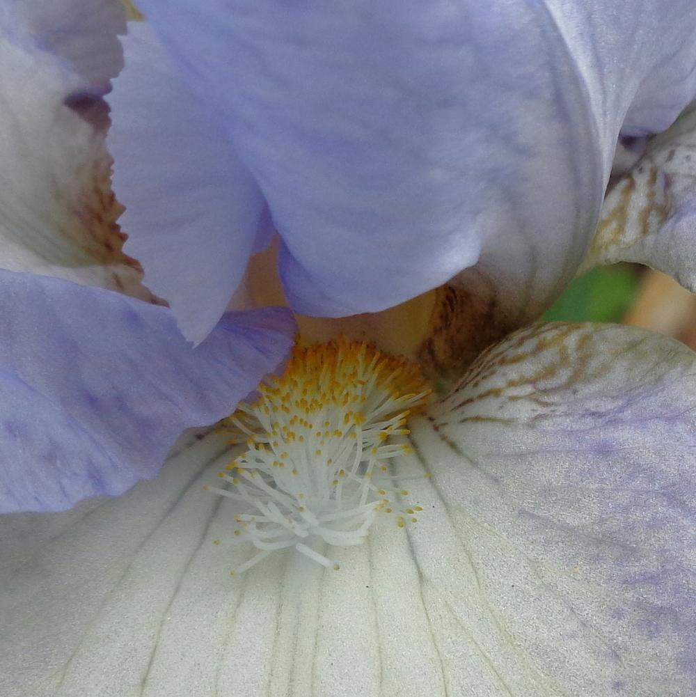 Photo of Intermediate Bearded Iris (Iris 'Frothingslosh') uploaded by lovemyhouse