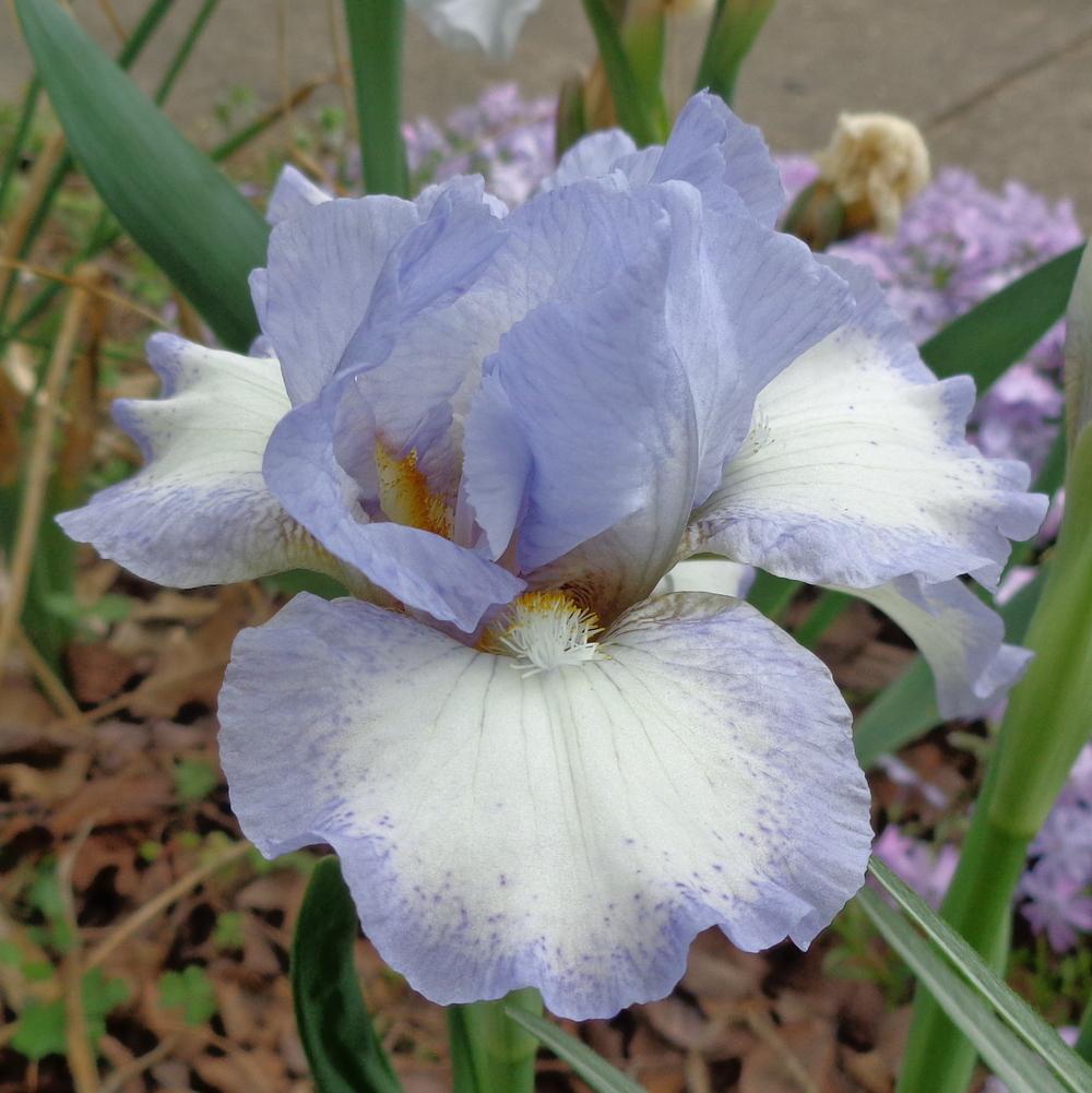 Photo of Intermediate Bearded Iris (Iris 'Frothingslosh') uploaded by lovemyhouse