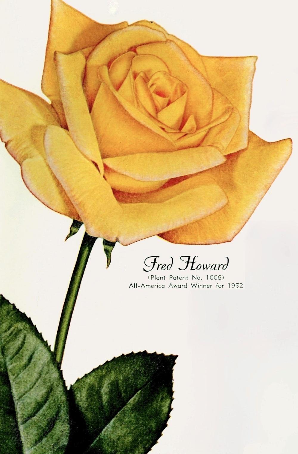Photo of Rose (Rosa 'Fred Howard') uploaded by scvirginia