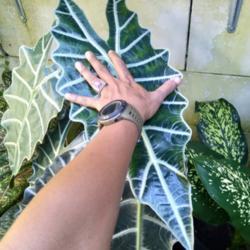 Location: Denpasar Bali Indonesia.
Date: 2021-04-01
Size of the new leaf.