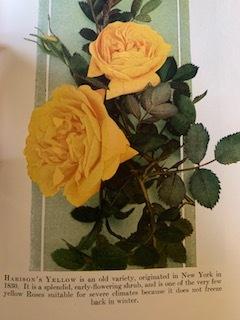 Photo of Rose (Rosa 'Harison's Yellow') uploaded by IslandGarden