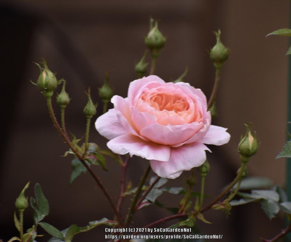 Photo of Rose (Rosa 'Colette') uploaded by SoCalGardenNut