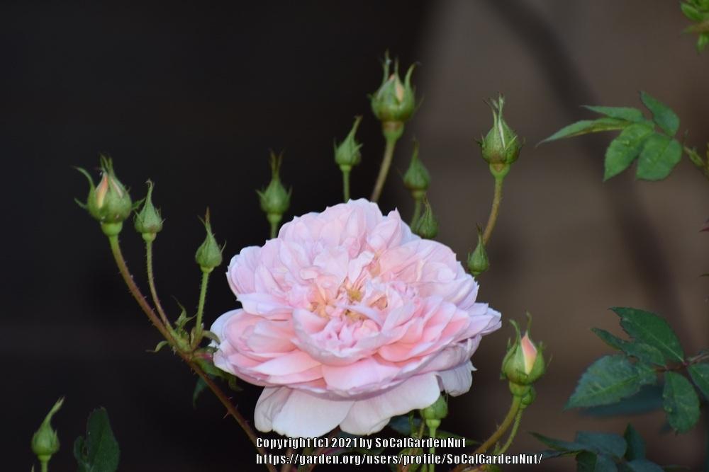 Photo of Rose (Rosa 'Colette') uploaded by SoCalGardenNut