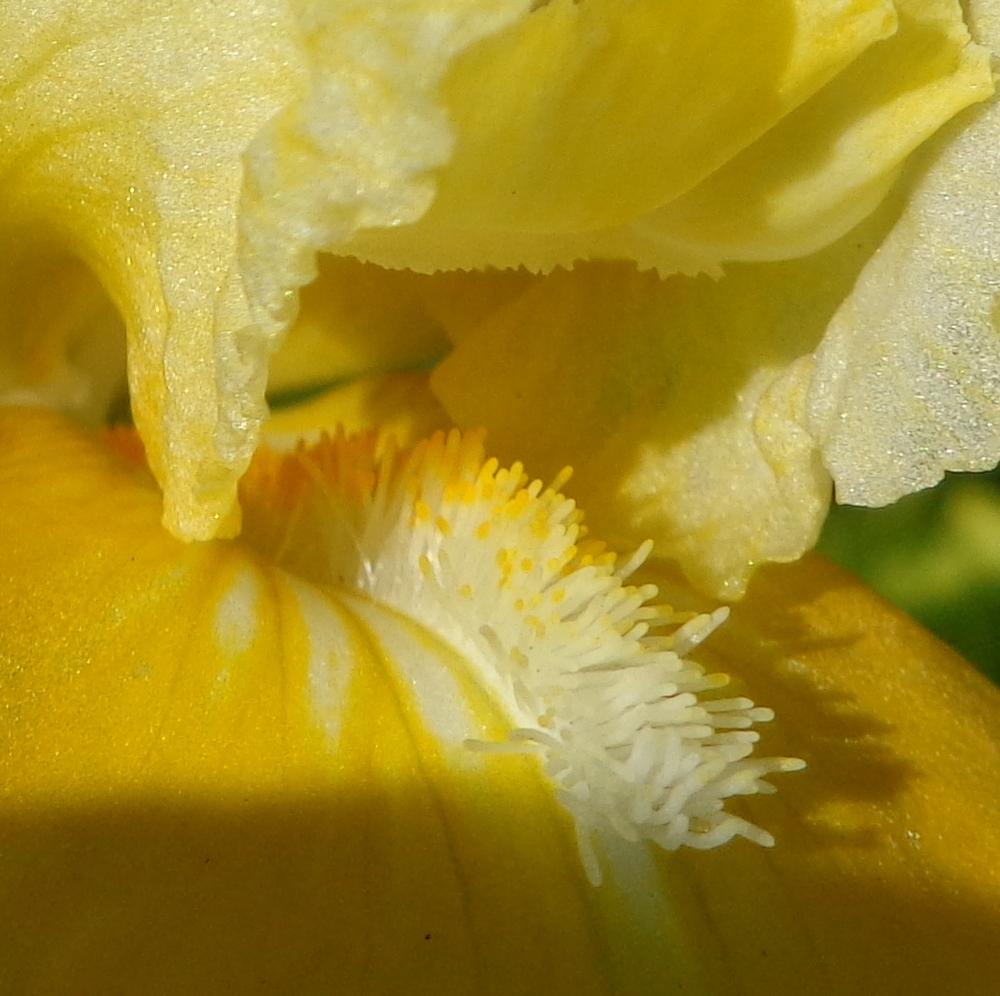Photo of Standard Dwarf Bearded Iris (Iris 'Vavoom') uploaded by lovemyhouse