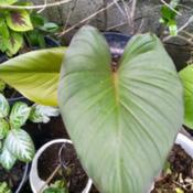 Homalomena Rubescens leaf.
