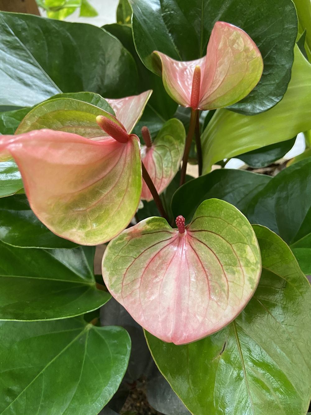 Photo of Anthuriums (Anthurium) uploaded by Calif_Sue