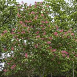 Location: Forest Hill Cemetery, Ann Arbor, Michigan
Date: 2013-05-29
Aesculus x carnea - Medium-sized tree early in the blooming perio