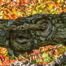 Location: Hidden Lake Gardens, Michigan
Date: 2013-10-09
Trace of a face.  I see an owl's face in the rough bark of this s