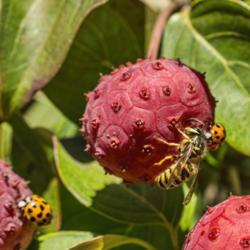 Location: Hidden Lake Gardens, Michigan
Date: 2013-10-09
Wasp and ladybug feeding on Cornus kousa fruit #insects