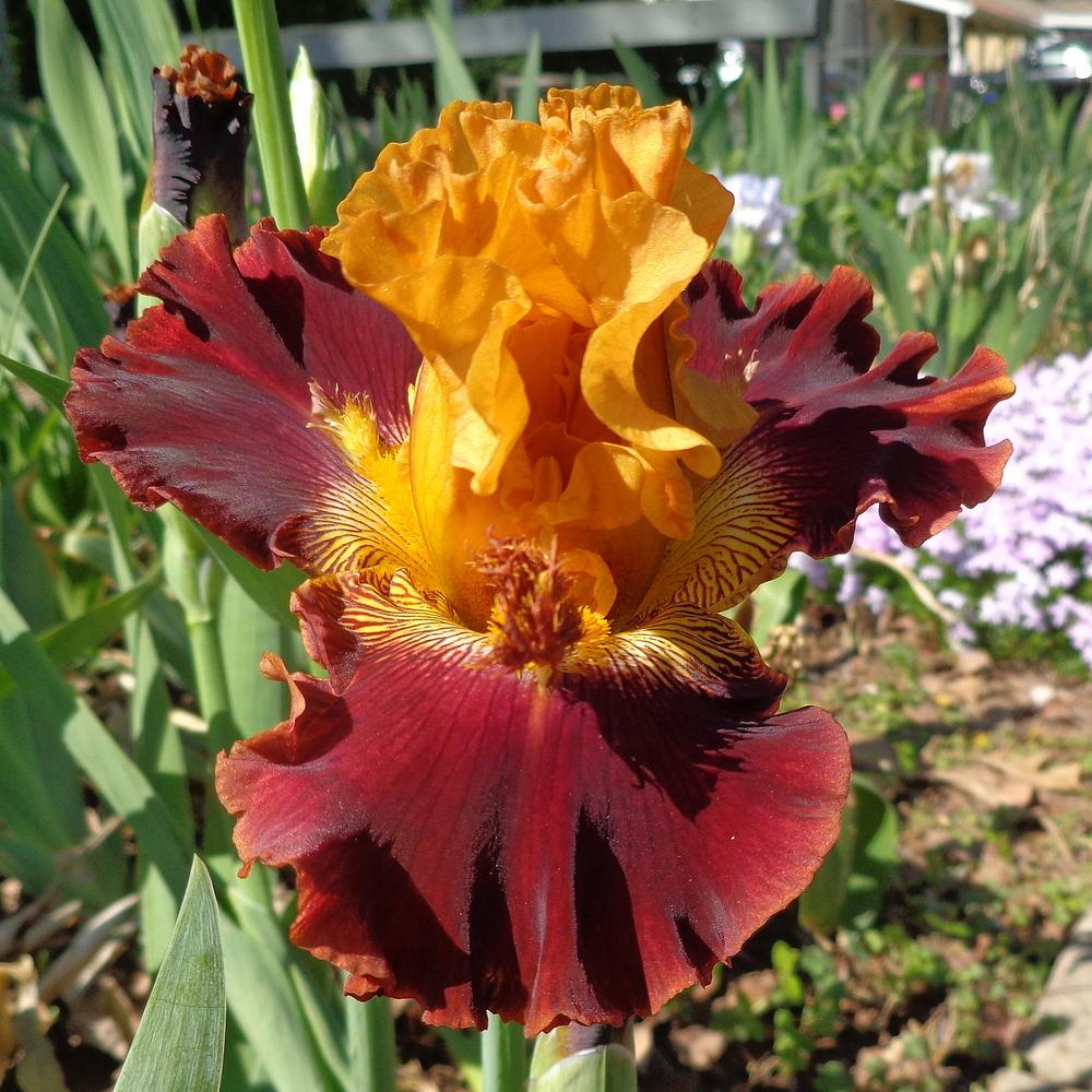 Photo of Tall Bearded Iris (Iris 'Navajo Code') uploaded by lovemyhouse
