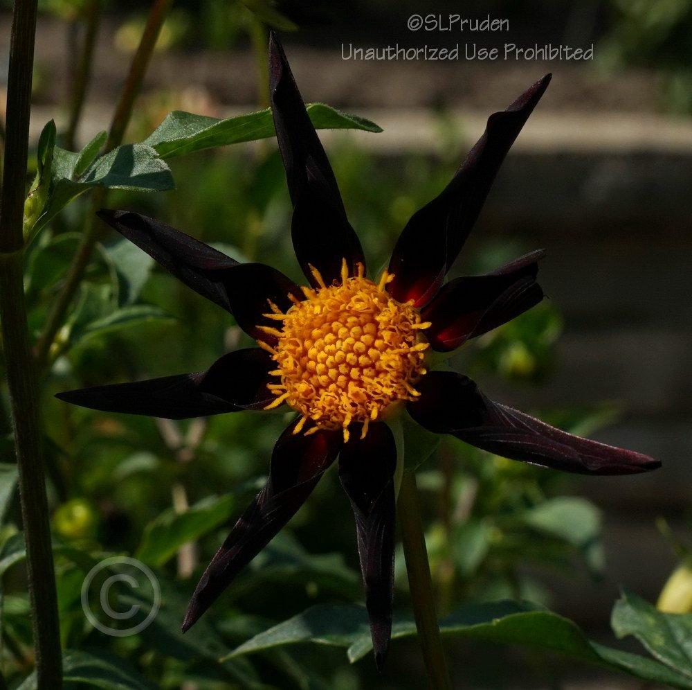 Photo of Dahlia 'Verrone's Obsidian' uploaded by DaylilySLP