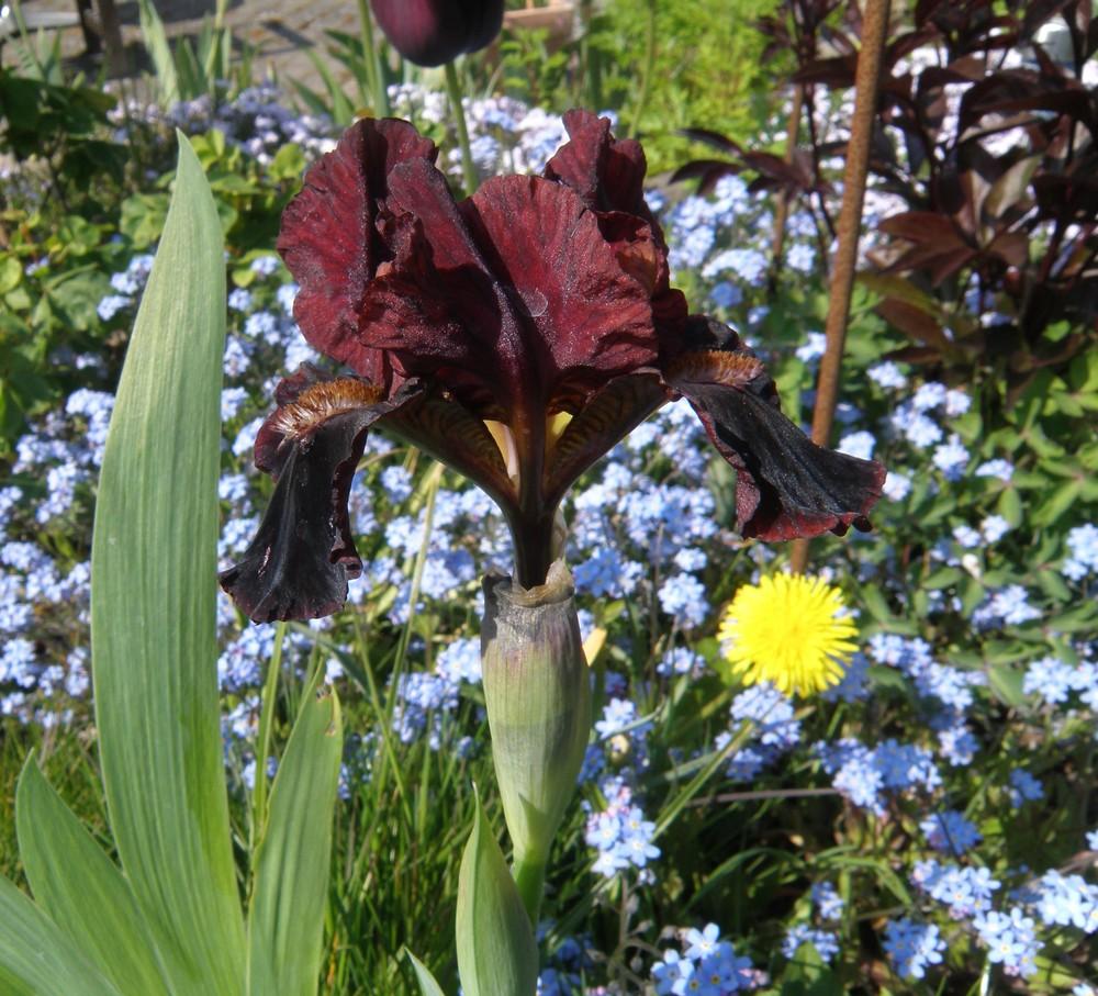 Photo of Standard Dwarf Bearded Iris (Iris 'Prysmak Mokko') uploaded by IrisLilli