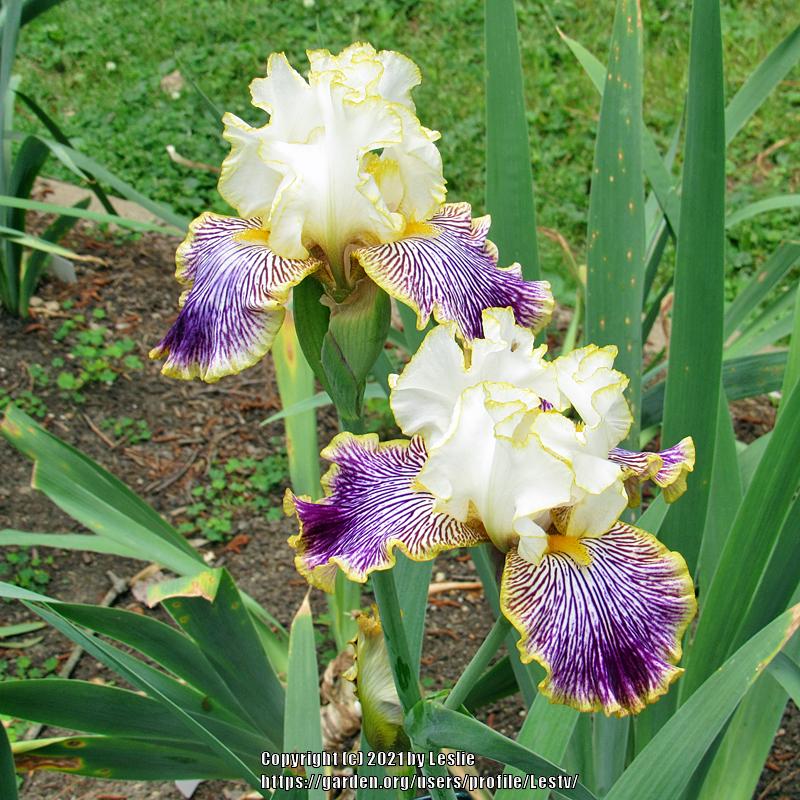 Photo of Tall Bearded Iris (Iris 'Gloriafied Glenn') uploaded by Lestv